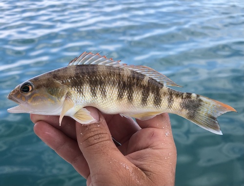Inshore sand perch (Diplectrum pacificum) — Serranidae — 3