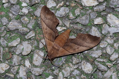 Polyptychus chinensis