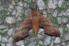 Polyptychus chinensis