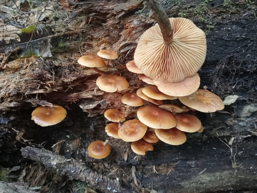 Galerina patagonica · June 2025 · photo: © john_barkla (iNaturalist, cc0)