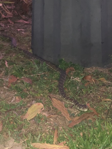 Coastal Carpet Python sighting