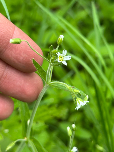 nodding chickweed (Cerastium nutans)