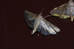 Cnaphalocrocis pilosa