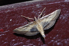 Cnaphalocrocis pilosa