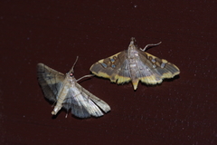 Prophantis adusta