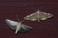 Prophantis adusta
