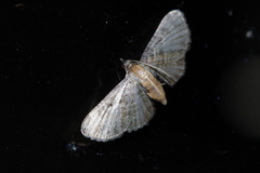 Eupithecia subtacincta