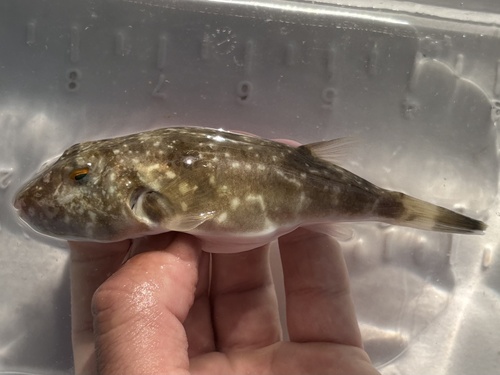 Naked puffer (Sphoeroides lispus) — Tetraodontidae — 2