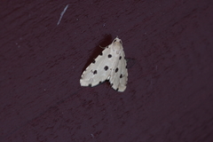 Metaemene atrigutta maculata