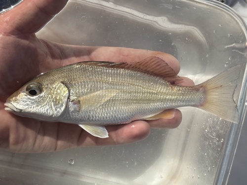 Elongate grunt (Haemulopsis elongatus) — Haemulidae — 2