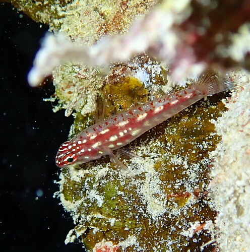 Spotted pygmygoby (Eviota spilota) — Gobiidae