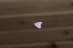 Polypogon ryukyuensis