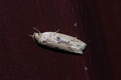 Scythropiodes issikii