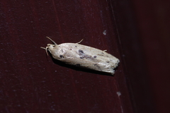 Scythropiodes issikii