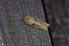 Scythropiodes issikii