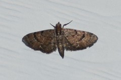 Eupithecia peckorum