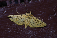 Conogethes punctiferalis