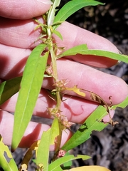 Ludwigia polycarpa
