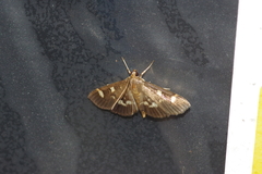 Herpetogramma luctuosalis