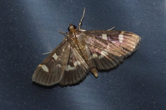 Herpetogramma luctuosalis