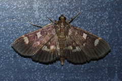 Herpetogramma luctuosalis