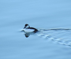 Bucephala albeola × clangula
