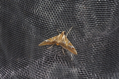 Agrioglypta itysalis