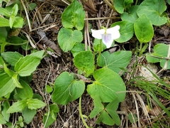 Viola humilis