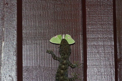 Comibaena procumbaria