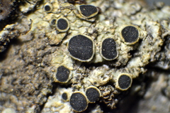 Rinodina capensis