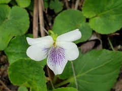 Viola humilis