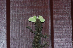 Comibaena procumbaria