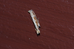 Hypatima spathota