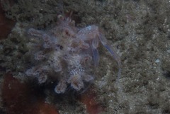 Anapagurus hendersoni