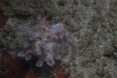 Anapagurus hendersoni