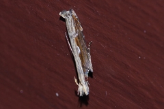 Hypatima spathota