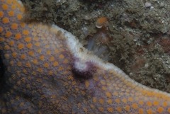 Callopatiria formosa