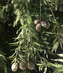 Taxodium distichum