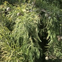 Taxodium distichum