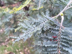 Austroacacidiplosis botrycephalae