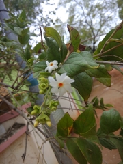 Nyctanthes arbor-tristis