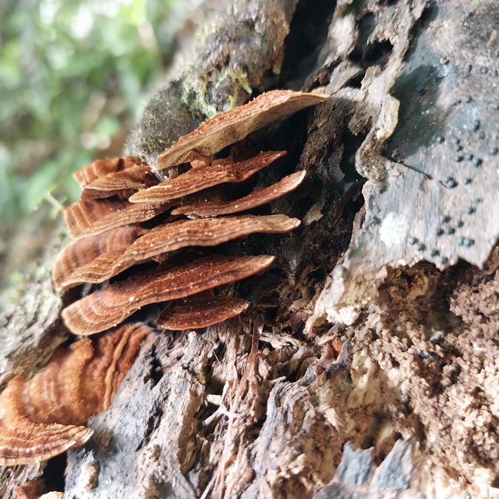 Hymenochaete microcycla · June 2025 · photo: © kiwialli (iNaturalist, cc-by)