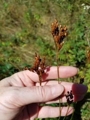 Juncus greenei