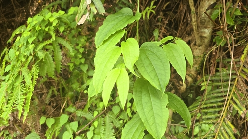 Smilax riparia, photograph 5