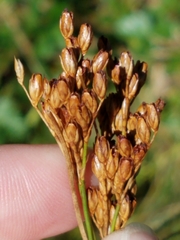 Juncus greenei