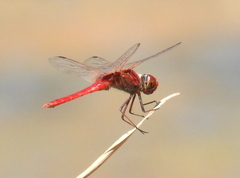 Urothemis aliena