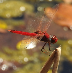 Urothemis aliena