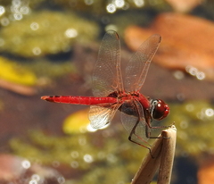 Urothemis aliena