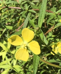 Ludwigia