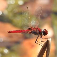 Urothemis aliena